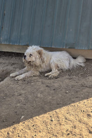 HELP FOR CHOW CHOW