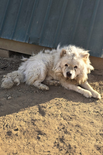 HELP FOR CHOW CHOW