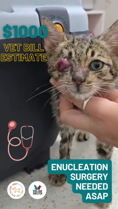 HELP FOR KITTEN