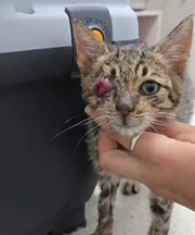 HELP FOR KITTEN