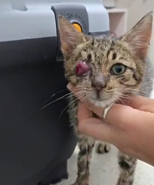 HELP FOR KITTEN