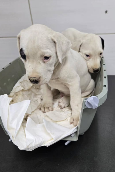 NEW PUPS NEED HELP