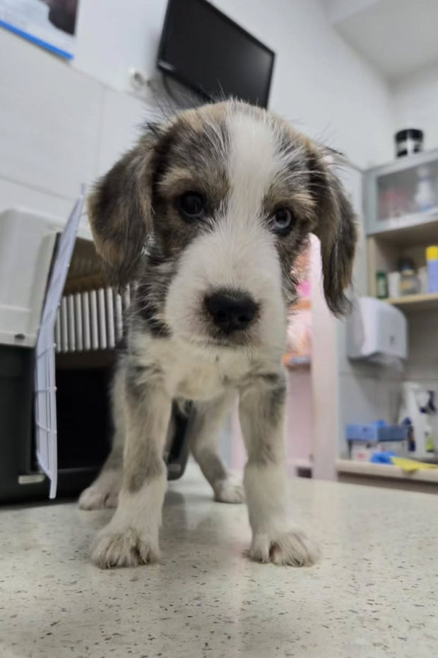 NEW PUPS NEED HELP
