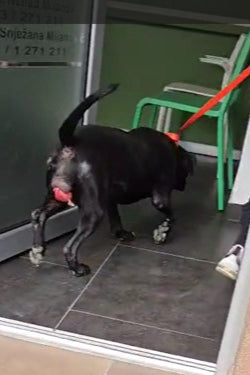 PROLAPSE SURGERY FOR KLEMENTINA