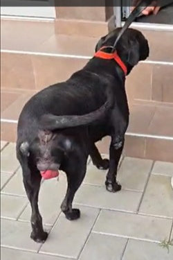 PROLAPSE SURGERY FOR KLEMENTINA